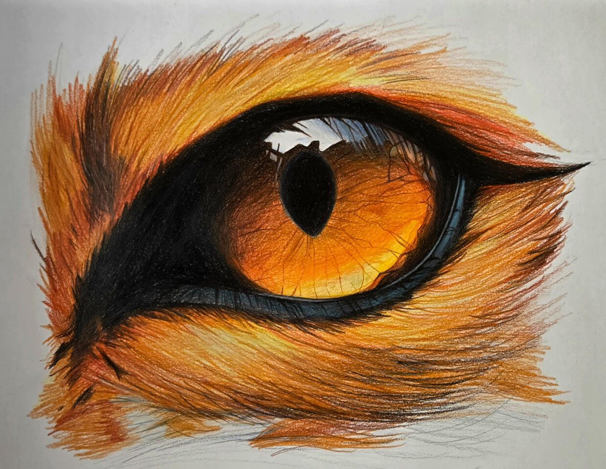 Œil de renard au crayon de couleurs Œil de renard au crayon de couleurs